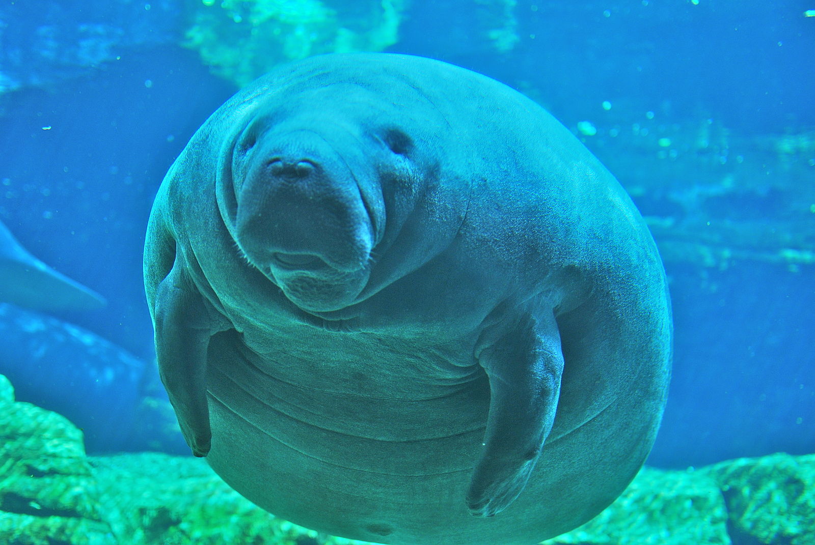 A closeup picture of a manatee