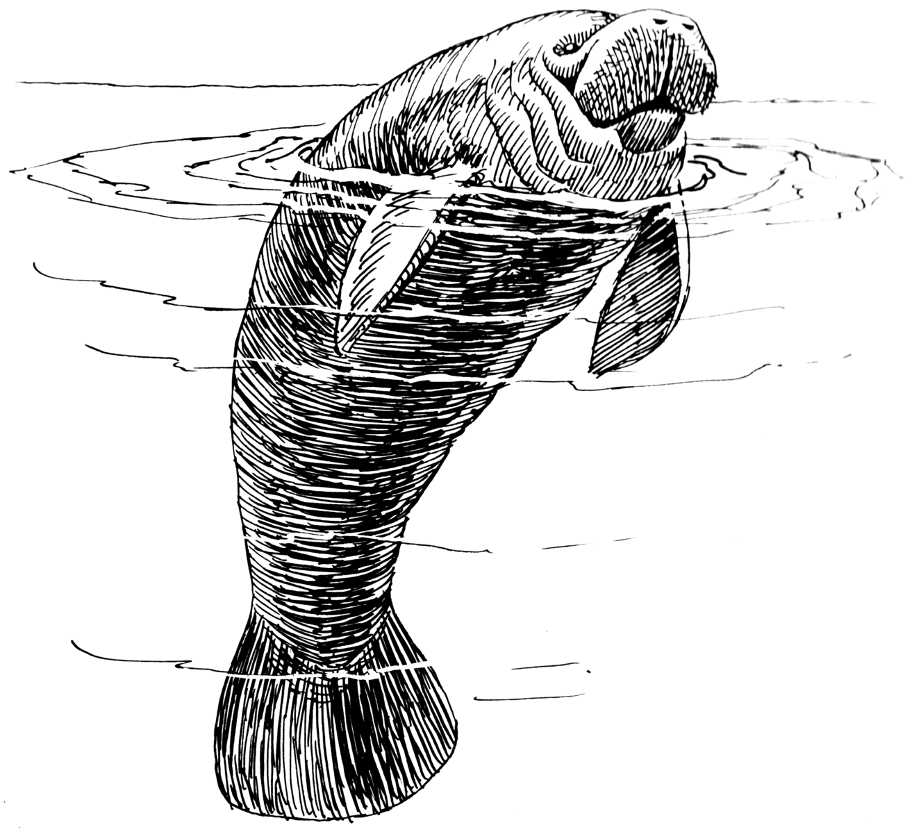 A drawing of a manatee