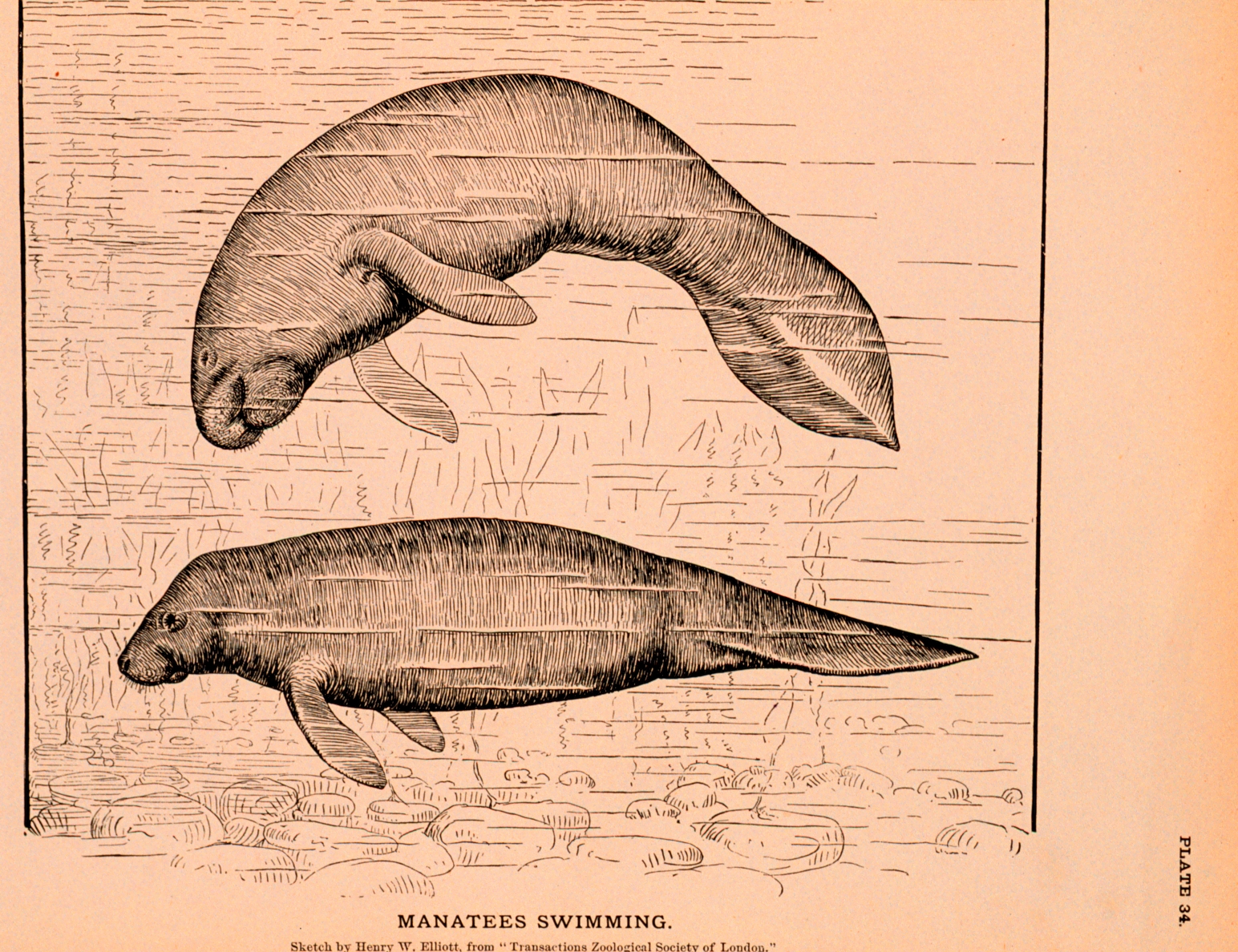 A drawing of two manatees