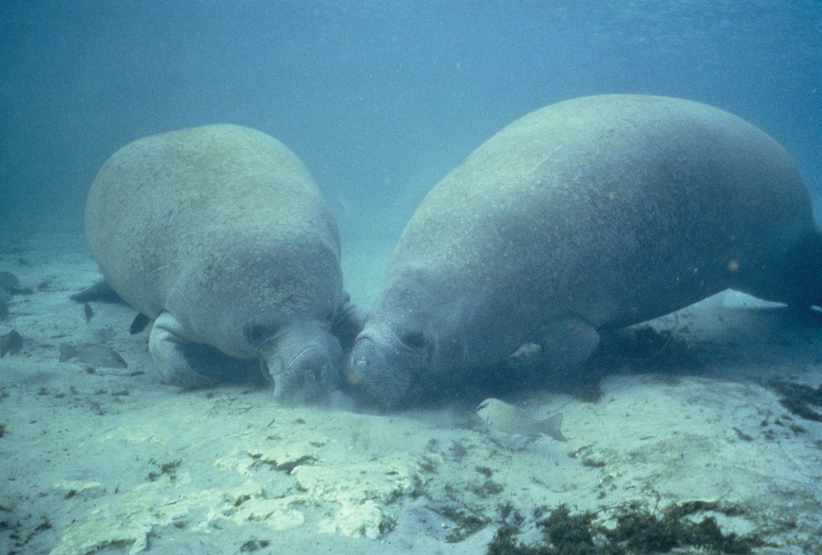 Two manatees scuffling through the sea bed for food