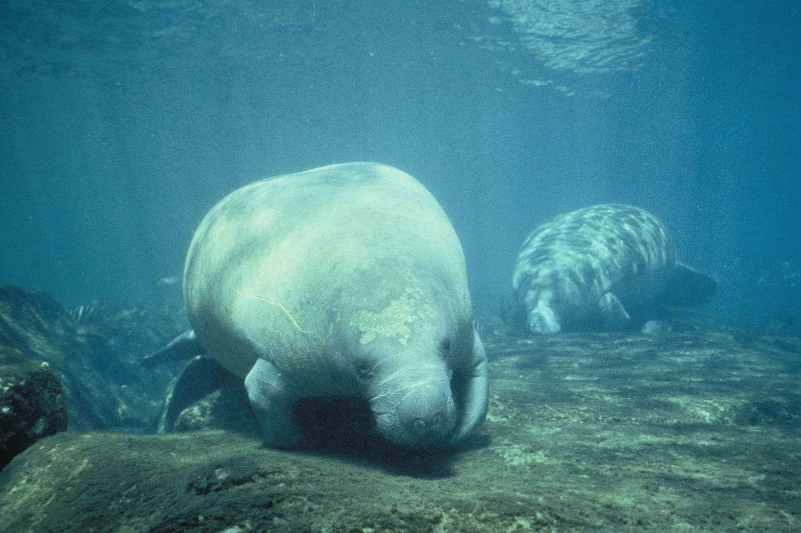 A picture of two manatees from the indian species foraging for food