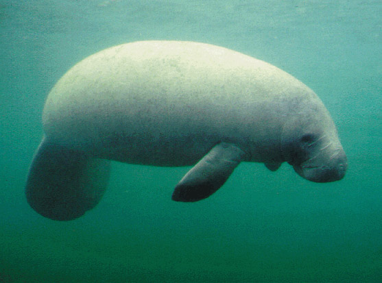 Picture of manatee drifting through the water