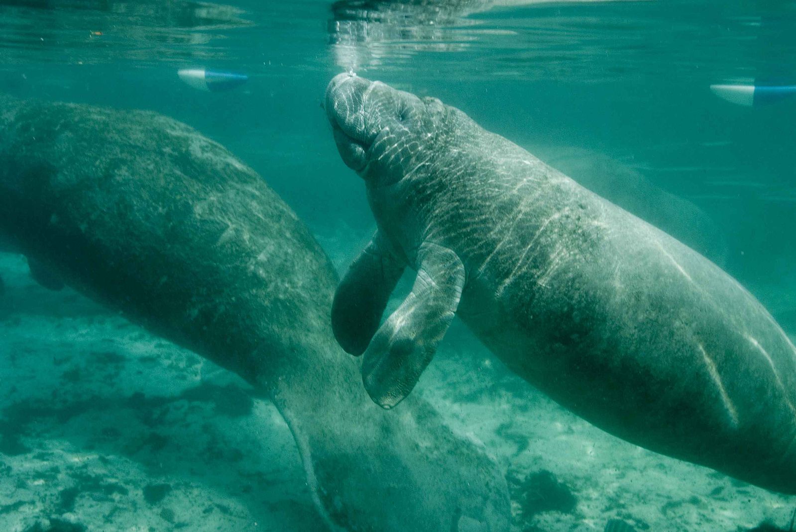 Picture of two manatees swimming